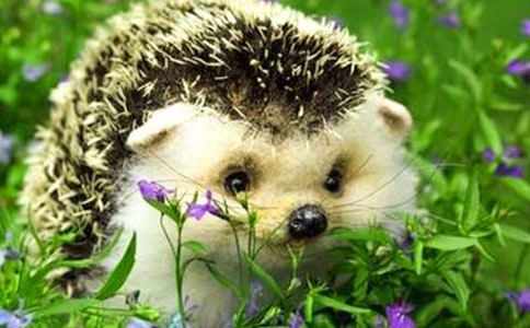 刺猬會(huì)爬樹嗎