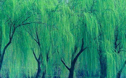 �茑�����Ԋ��(15ƪ)