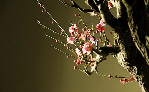 �茑(xi��)÷����Ԋ(sh��)��