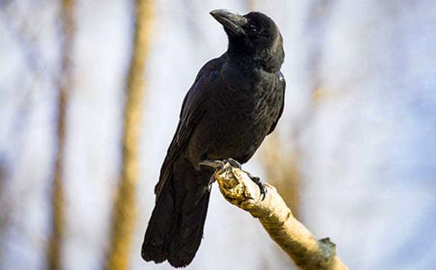 聰明的烏鴉作文300字(精選15篇)