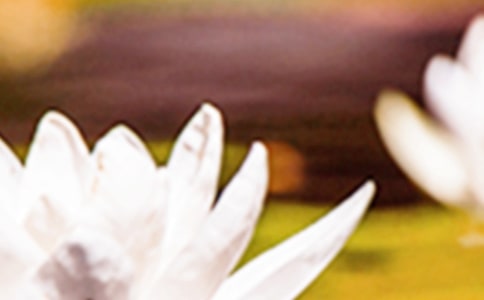 夏至節(jié)氣正好過生日的文藝祝福語錦集