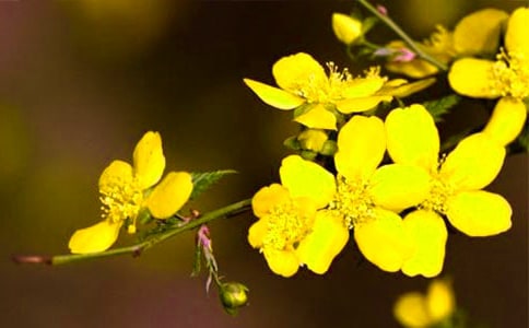 �茑ӭ�����ă�(y��u)�����о��ӱ��_���鎧�ЈDƬ